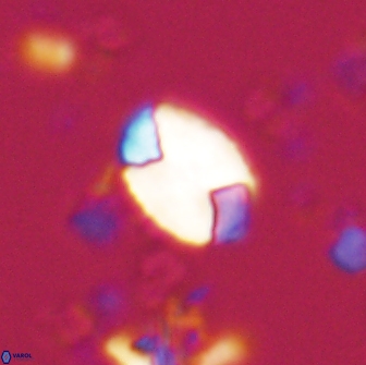 Calculites obscurus 15645