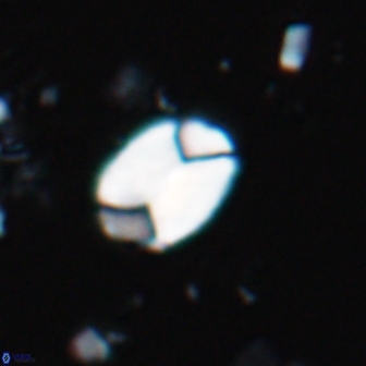 Calculites obscurus 15648