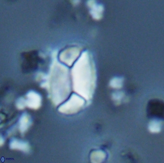 Calculites obscurus 15651