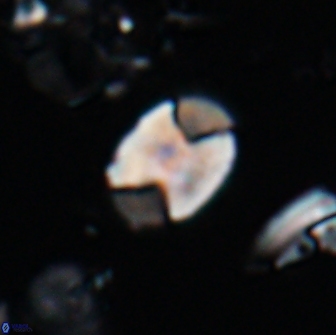 Calculites obscurus 16746