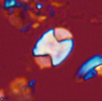 Calculites obscurus 16747