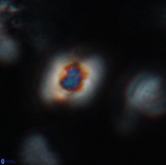 Calculites obscurus 16754