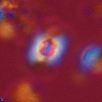 Calculites obscurus 16755