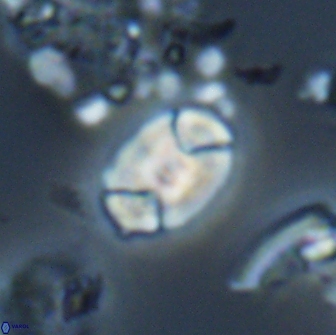 Calculites obscurus 16756