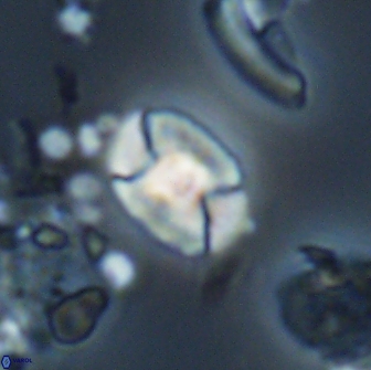 Calculites obscurus 16758