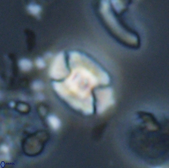 Calculites obscurus 16759