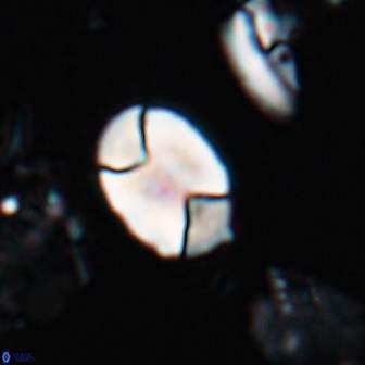 Calculites obscurus 16751