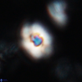 Calculites obscurus 16752