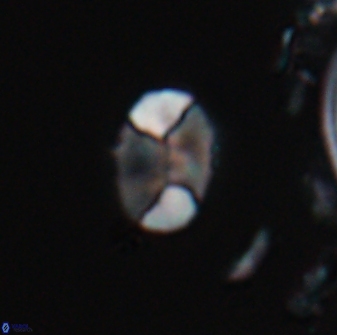 Calculites obscurus 16766