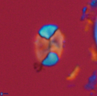 Calculites obscurus 16767