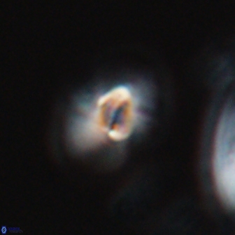 Calculites obscurus 16760