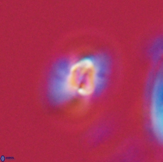 Calculites obscurus 16761