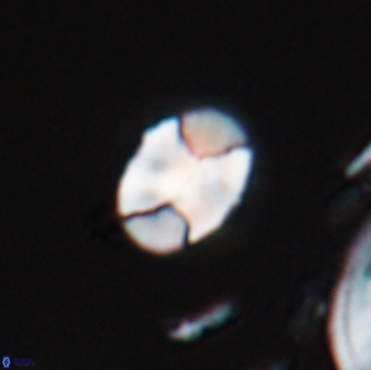 Calculites obscurus 16762