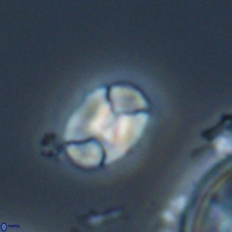 Calculites obscurus 16775