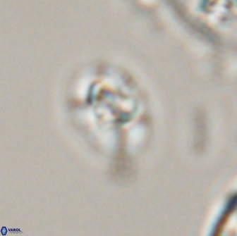 Calculites obscurus 16772