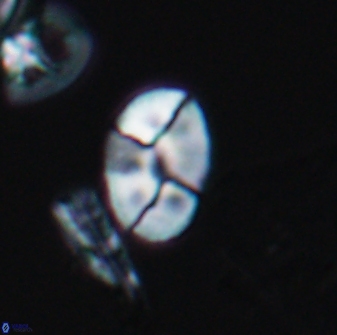 Calculites obscurus 10015