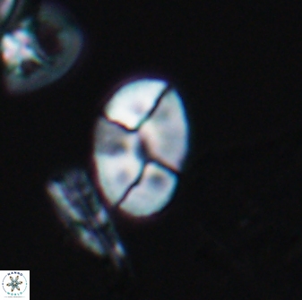 Calculites obscurus 10015