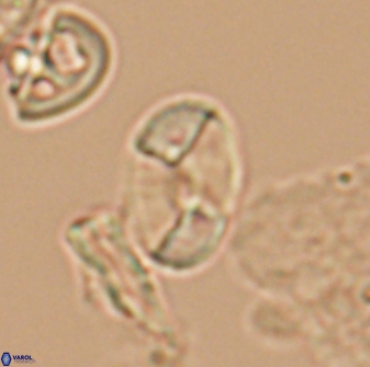 Calculites obscurus 10018