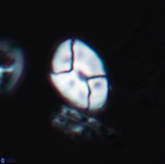 Calculites obscurus 10012