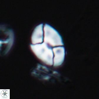 Calculites obscurus 10012