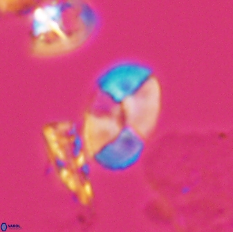 Calculites obscurus 10020