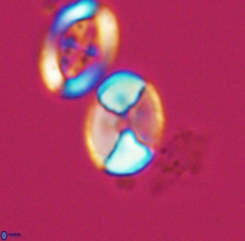 Calculites obscurus 10156