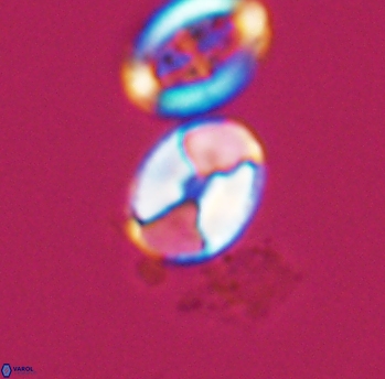 Calculites obscurus 10159