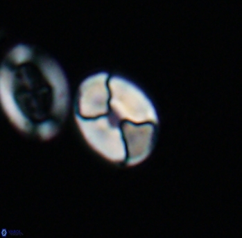 Calculites obscurus 10152