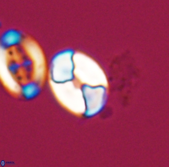 Calculites obscurus 10153