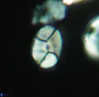 Calculites obscurus 3860