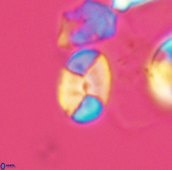 Calculites obscurus 3861