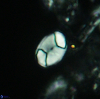 Calculites obscurus 3912