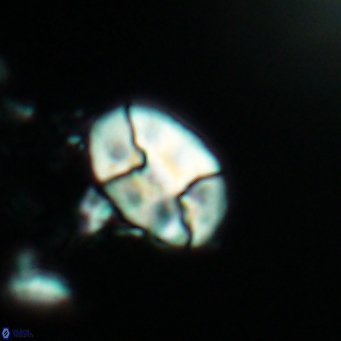 Calculites obscurus 4816