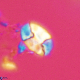 Calculites obscurus 4817