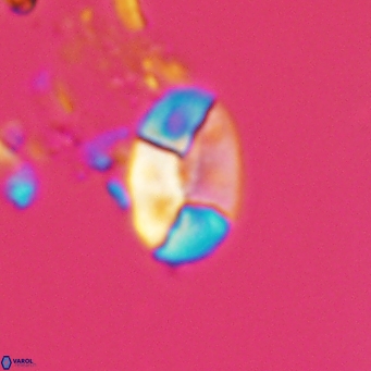 Calculites obscurus 4818