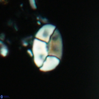 Calculites obscurus 4819