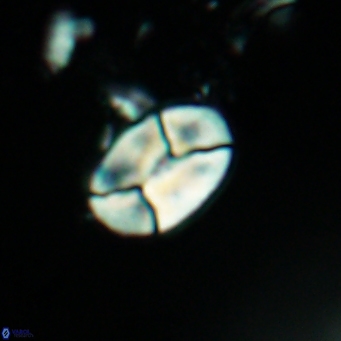 Calculites obscurus 4820