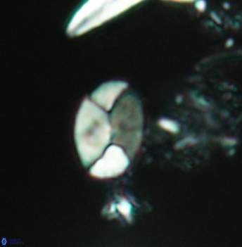 Calculites obscurus 4941