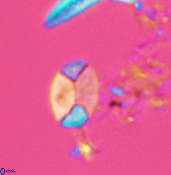 Calculites obscurus 4942