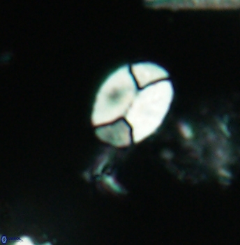 Calculites obscurus 4943