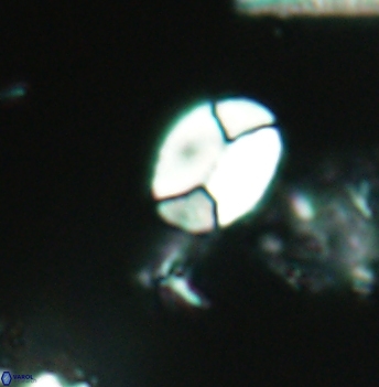 Calculites obscurus 4944