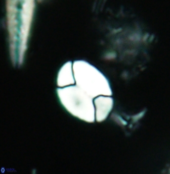 Calculites obscurus 4946