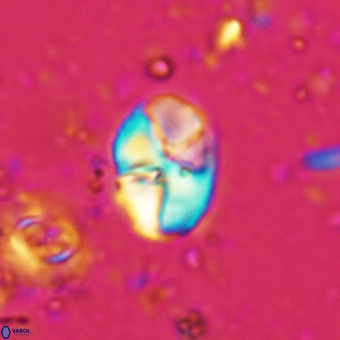 Calculites additus 5488