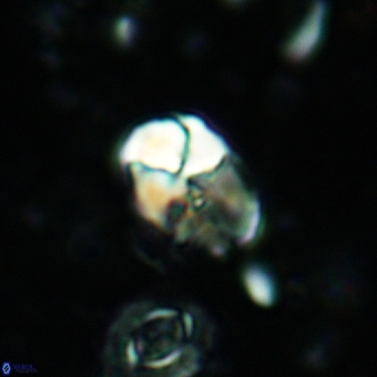 Calculites additus 5490