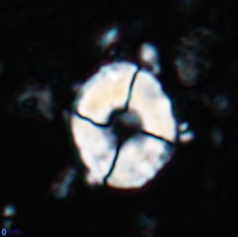 Calculites koilos 18200