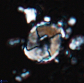 Calculites koilos 18204