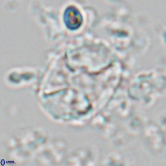 Calculites koilos 18206