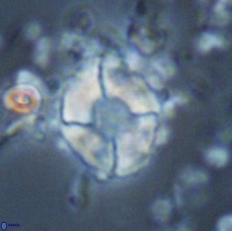 Calculites koilos 18209