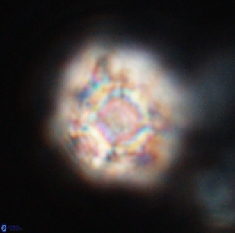 Calculites kratiras 16617