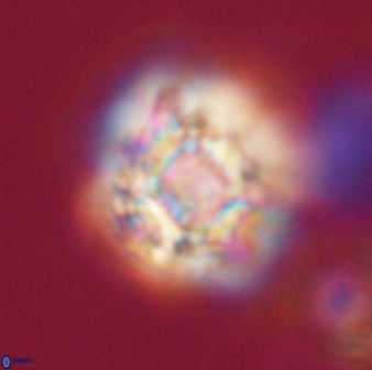 Calculites kratiras 16618